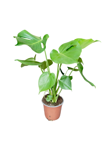 Monstera Deliciosa - Monstera dziurawa ~ wysokość 50-55 cm