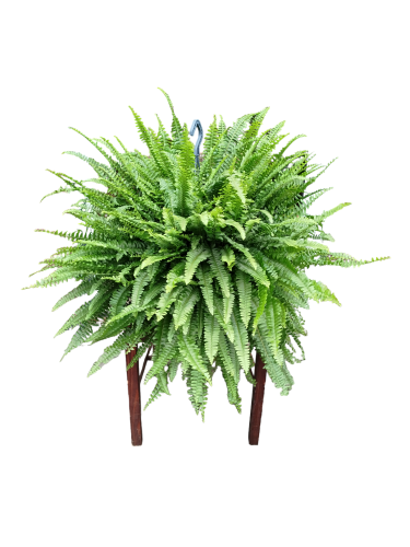 Paproć Nephrolepis exaltata XL - Nefrolepis wyniosły 