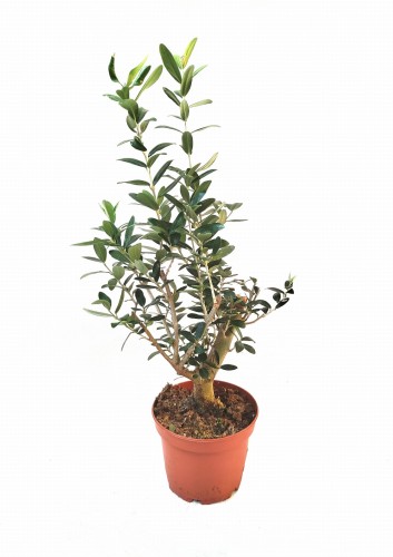 Oliwka europejska Bonsai (Olea europaea) ~ wysokość 55-60 cm