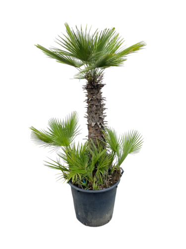 Karłatka niska wielopienna (Chamaerops humilis) XL ~ wysokość 190 cm 