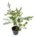 Photoroom_20240809_164830.jpg