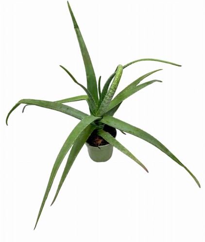 Aloes zwyczajny (Aloe Vera) ~ wysokość 40-45 cm