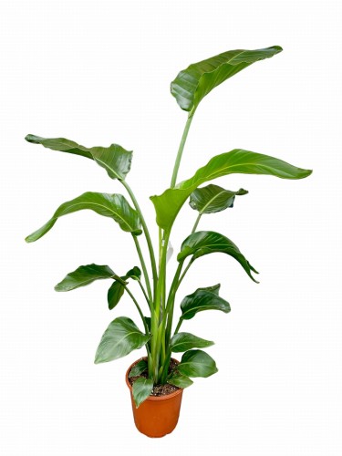 Strelicja biała - Strelitzia nicolai ~ wysokość 130 cm