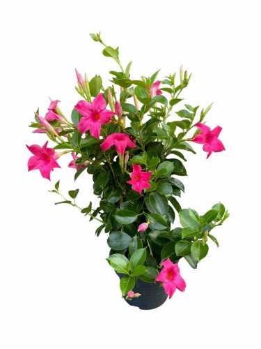 Mandewilla różowe kwiaty (Dipladenia) ~ wys. 50 cm  
