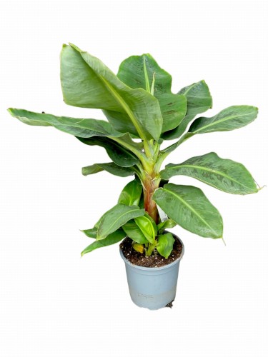Bananowiec Musa Tropicana ~ wysokość 75-80 cm
