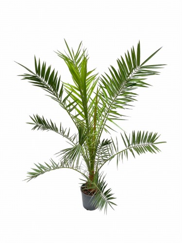 Palma Daktylowiec kanaryjski - Phoenix Canariensis ~ wysokość 150-155cm