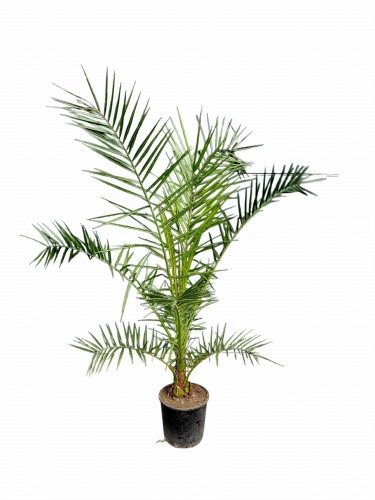 Palma Daktylowiec kanaryjski - Phoenix Canariensis ~ wysokość  155-160 cm