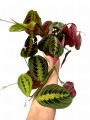 Photoroom_20240821_141722.JPG