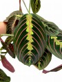 Photoroom_20240821_141634.JPG