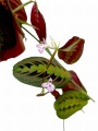 Photoroom_20240821_164621.jpg