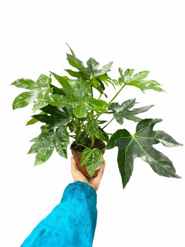 Fatsja japonica - Fatsja japońska ~ wysokość 30-35 cm