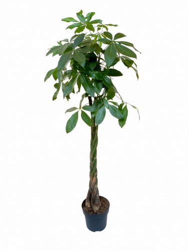 Pachira wodna - 'Drzewko szczęścia' XL ~ wysokość 180 cm