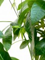 Photoroom_20240823_090346.JPG