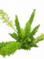 Photoroom_20240821_140614.JPG