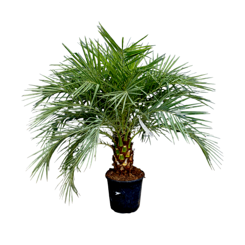 Phoenix Roebelenii (Daktylowiec niski) ~ wysokość 100 cm