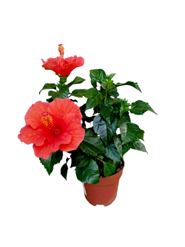 Hibiskus 'Sunny Bordeaux' piękne czerwone kwiaty (Róża chińska - Ketmia) ~ wys. 30 cm 