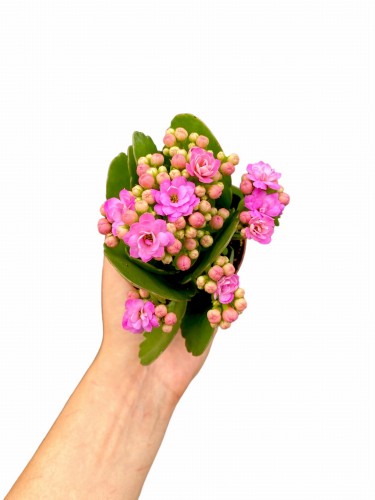 Kalanchoe Blossfelda kolor lawendowy (Żyworódka) ~ wys. 15-17 cm