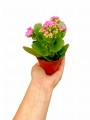 Photoroom_20240821_141427.JPG