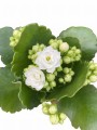 Photoroom_20240821_140921.JPG