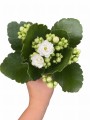 Photoroom_20240821_141116.JPG