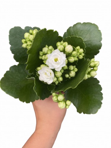 Kalanchoe Blossfelda kolor biały (Żyworódka) ~ wys. 15-17 cm 