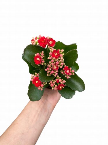 Kalanchoe Blossfelda kolor czerwony (Żyworódka) ~ wys. 15-17 cm 