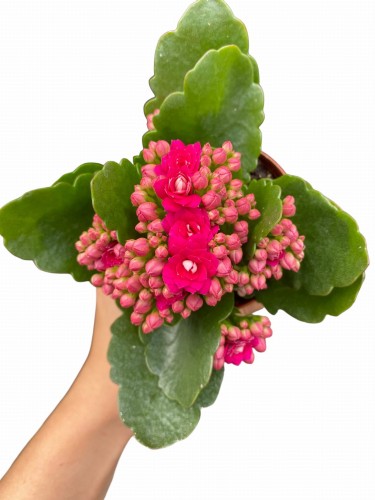 Kalanchoe Blossfelda kolor  malinowy (Żyworódka) ~ wys. 15-17 cm  