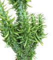 Photoroom_20240830_163344.jpg