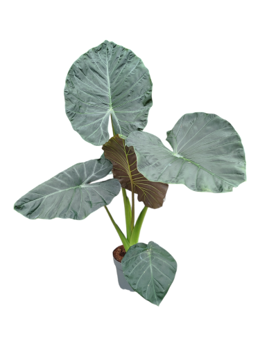Alokazja 'Regal Shields' - Alocasia ~ 140 cm