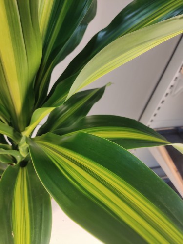Dracena wonna ‘Burley’ 