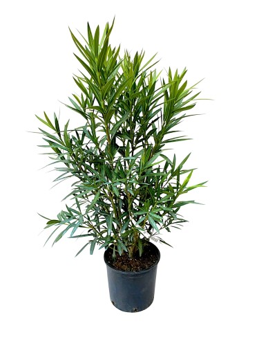 Oleander pospolity białe kwiaty (Nerium oleander) ~ wysokość 120 cm