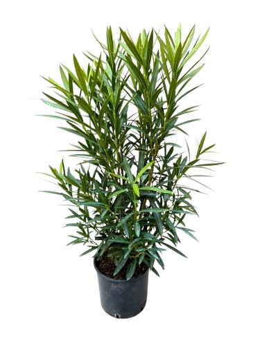 Oleander pospolity żółte kwiaty (Nerium oleander) ~ wysokość 120 cm  
