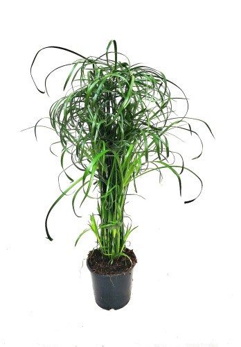 Papirus Cibora zmienna (Cyperus alternifolius) ~ wys. 65 cm