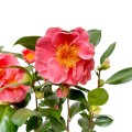 IMG_2186-Photoroom.jpg