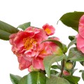 IMG_2187-Photoroom.jpg