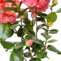 IMG_2188-Photoroom.jpg