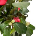IMG_2179-Photoroom.jpg
