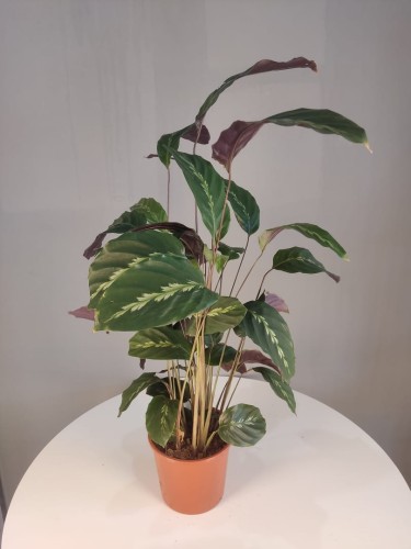 Calathea Maui Queen - Kalatea Królowa Maui 