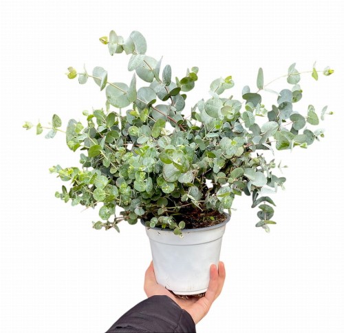 Eucalyptus gunnii - Eukaliptus niebieski ~ wysokość 30 cm 