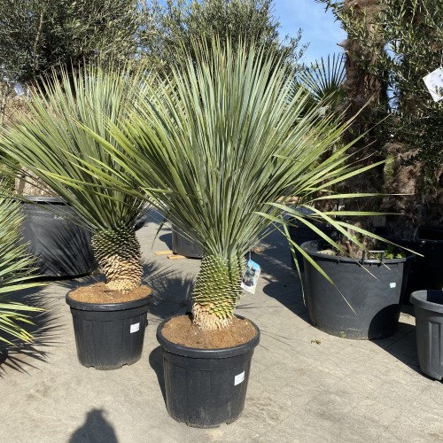Juka rostrata mrozoodporna (Yucca rostrata) ~ wysokość 145 cm