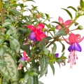IMG_2668-Photoroom.jpg