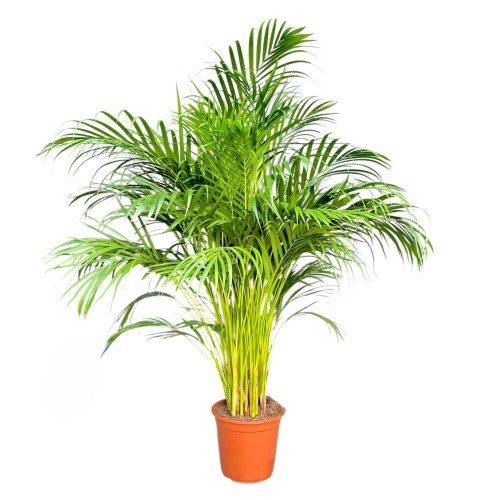 Palma Areka -  Dypsis lutescens ~ wysokość 140-145 cm