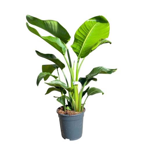 Strelicja biała - Strelitzia nicolai ~ wysokość 80 cm 