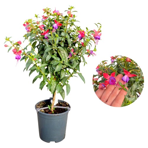 Fuksja na pniu, oryginalne kwiaty - Fuchsia ~ wys. 50 cm