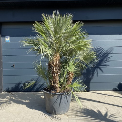 Karłatka niska wielopienna (Chamaerops humilis) ~ wysokość 220 cm