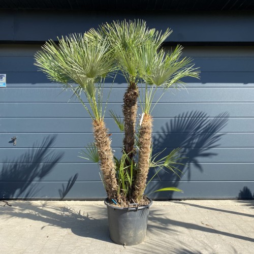 Karłatka niska (Chamaerops humilis) ~ wysokość  245 cm