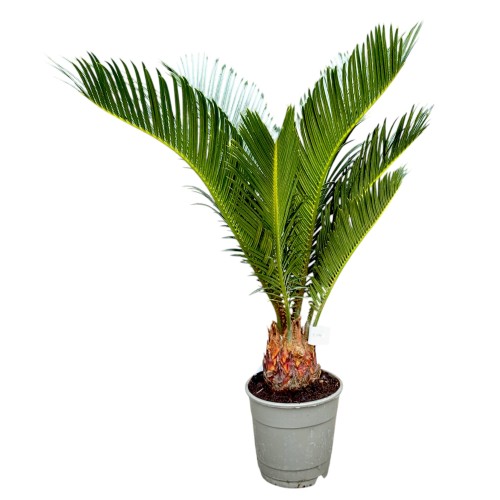 Sagowiec odwinięty - Cykas ~ wysokość 50 cm