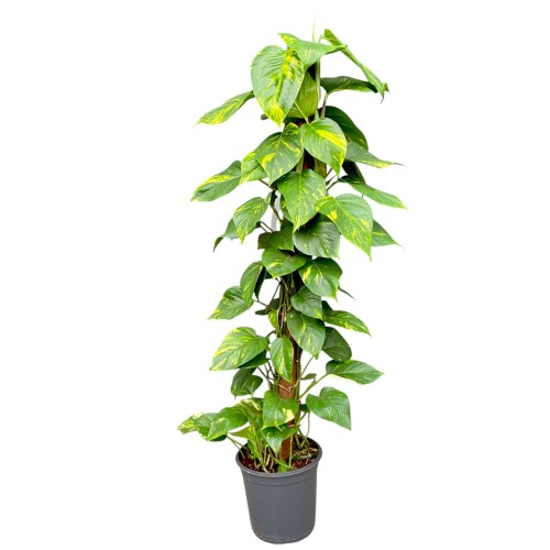 Epipremnum Pinnatum na paliku efektowne ulistnienie ~ wys. 135 cm
