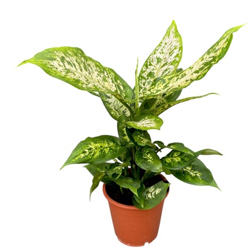 Dieffenbachia Compacta ~ Difenbachia ~ wysokość 30 cm