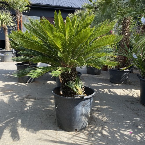 Sagowiec odwinięty - Cykas ~ wysokość 120 cm 